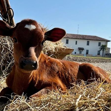 Agriturismo Fattoria Primaluce - Appartamento Quercia Spino d'Adda Esterno foto