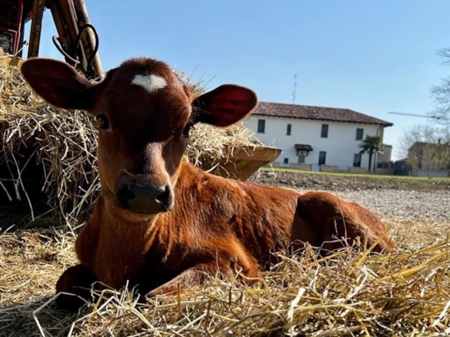 Agriturismo Fattoria Primaluce - Appartamento Quercia Spino d'Adda Esterno foto